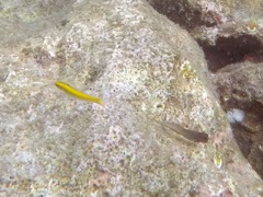 Bluehead Wrass Juv and Red Lipped Blenny (2